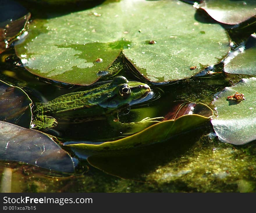 Frog in a pond. Frog in a pond