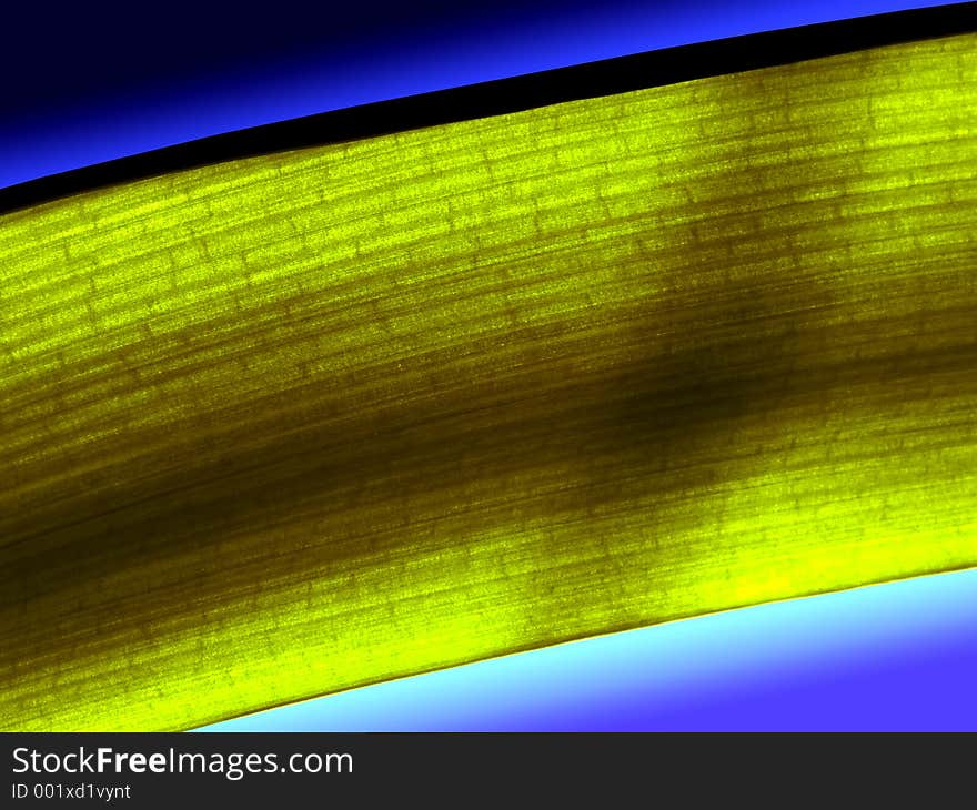 Light green leaf abstract on a blue background. Light green leaf abstract on a blue background