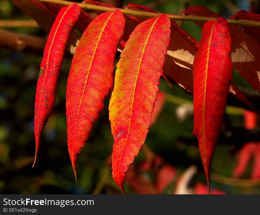 Red leaves on a branch ( four ). Red leaves on a branch ( four )