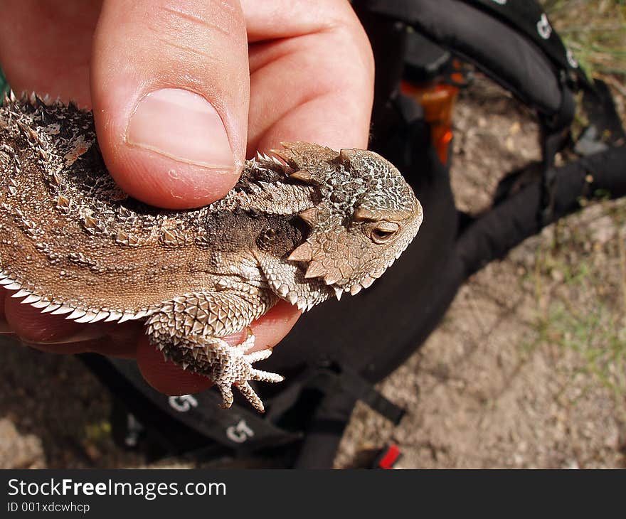 Horned Lizard