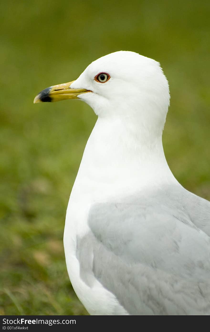 Seagull