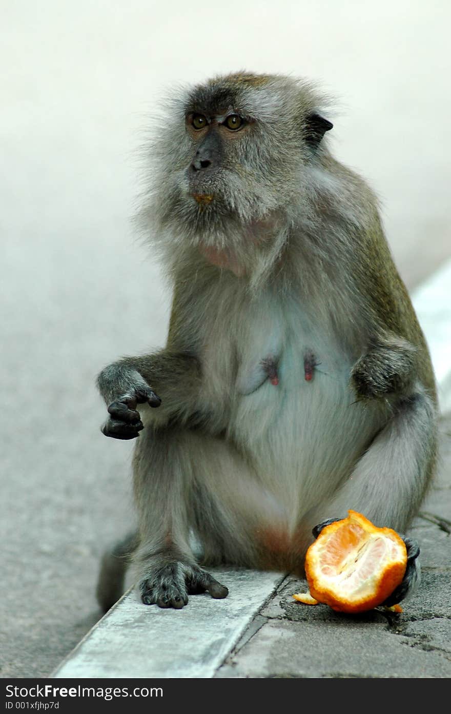 Monkey holding orange with leg