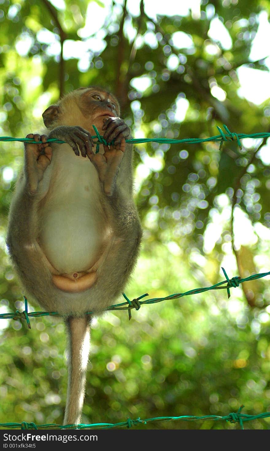 Little monkey hanging on fence