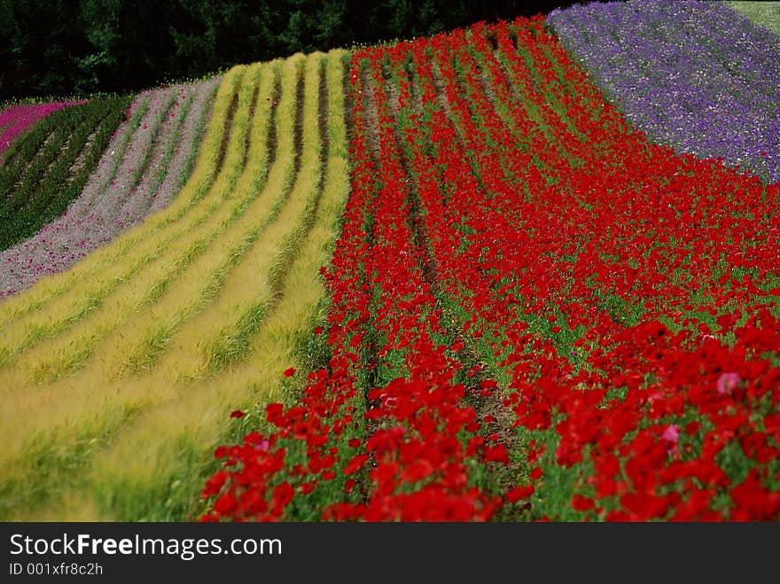 Wild Flowers Image