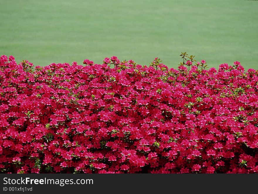 Wild Flowers Image