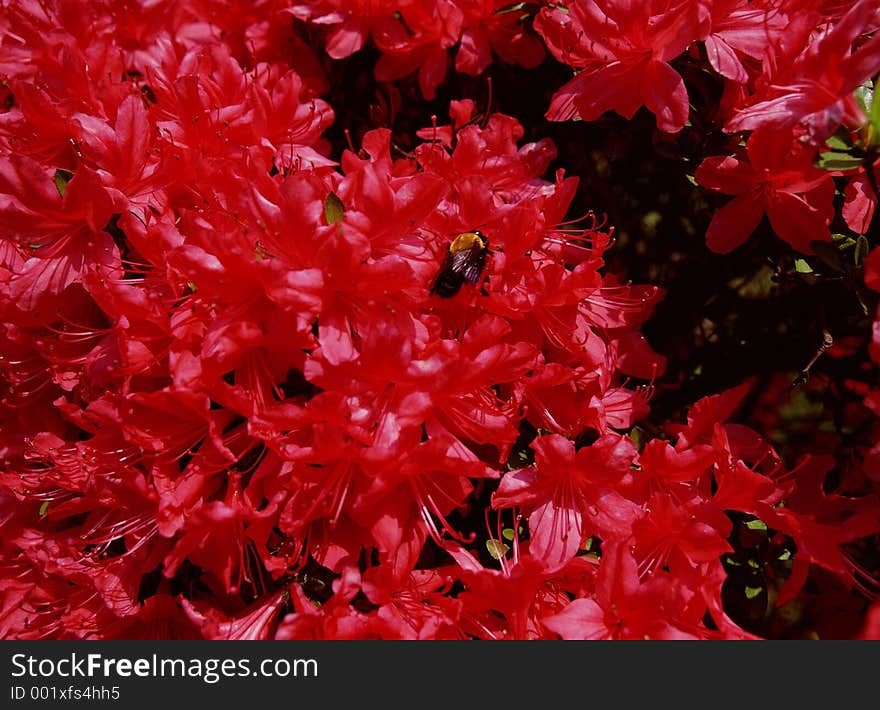 Wild Flowers Image