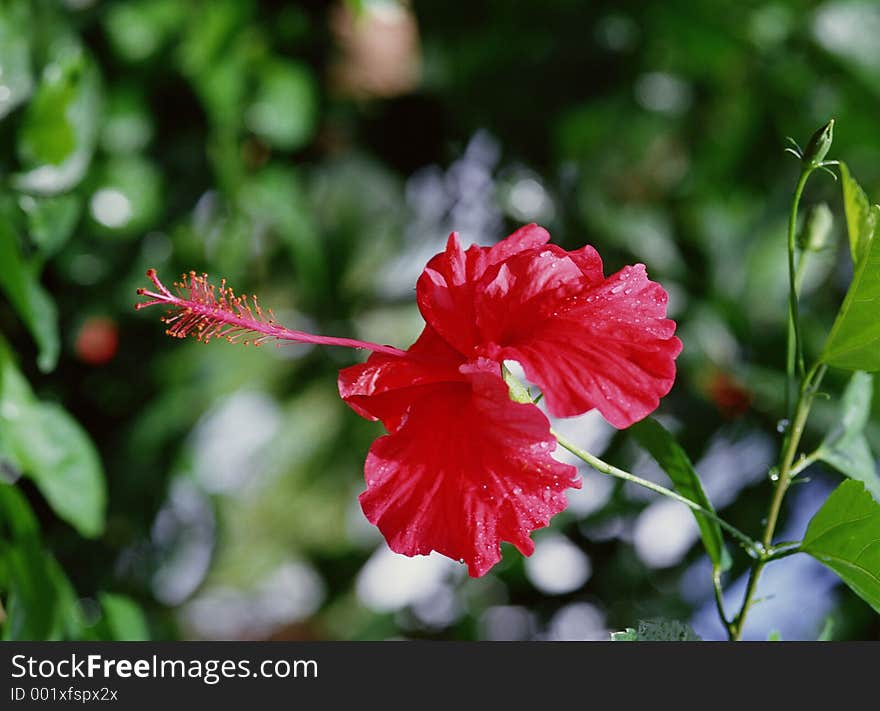 Wild Flowers Image