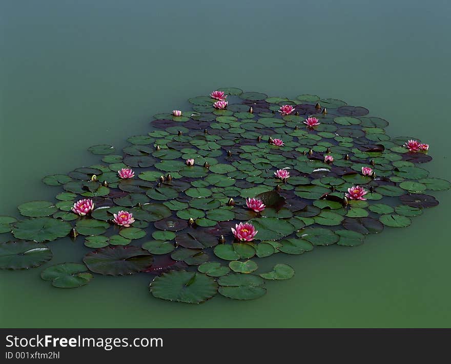 Wild Flowers Image