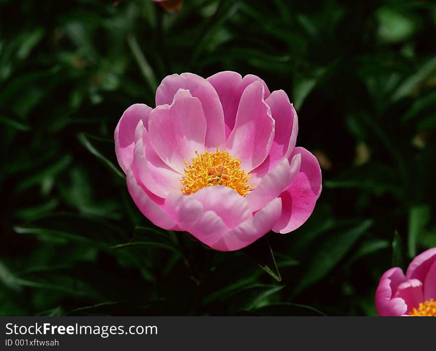 Wild Flowers Image