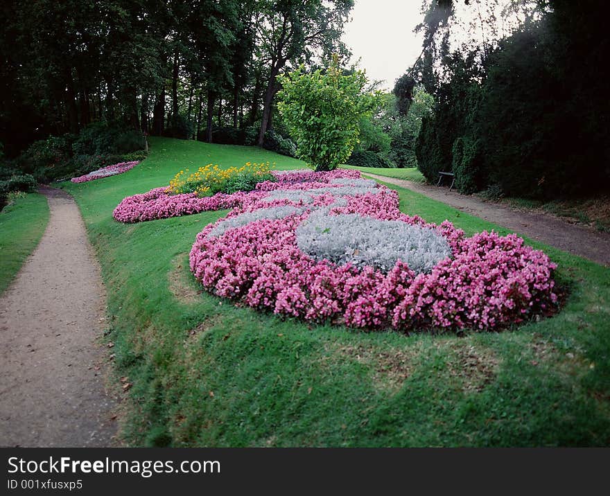 Wild Flowers Image