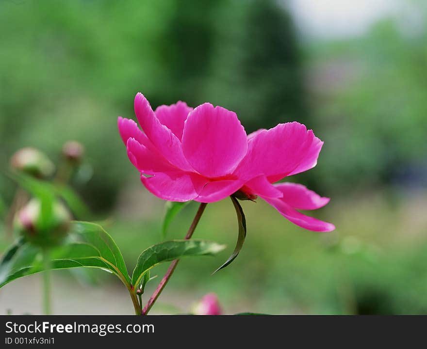 Wild Flowers Image