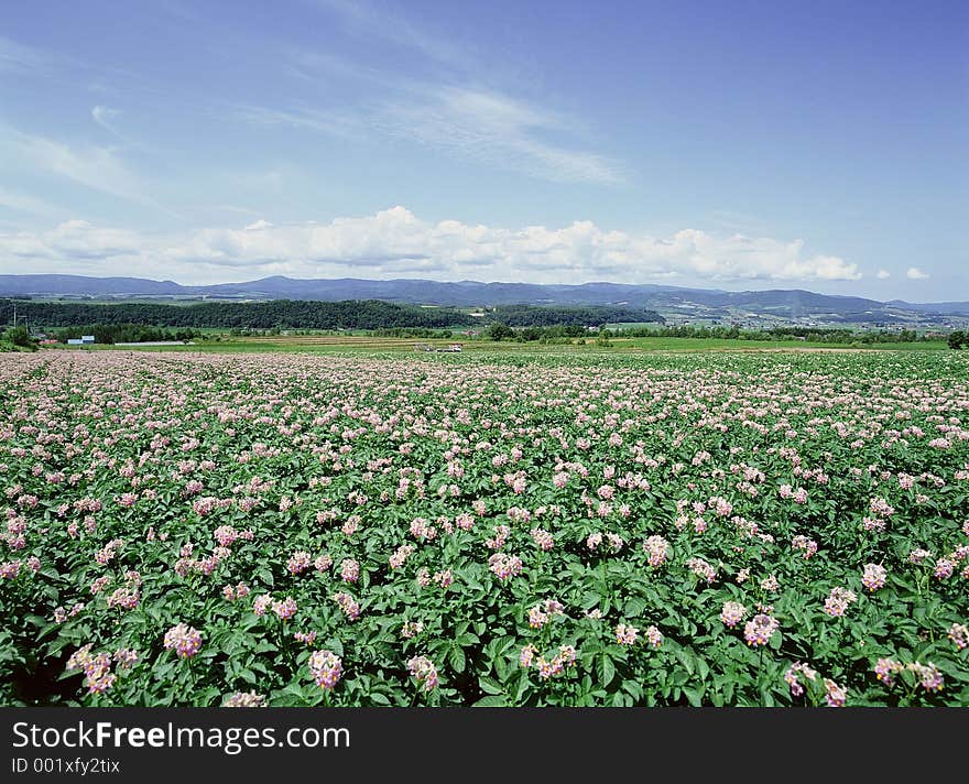 Wild Flowers