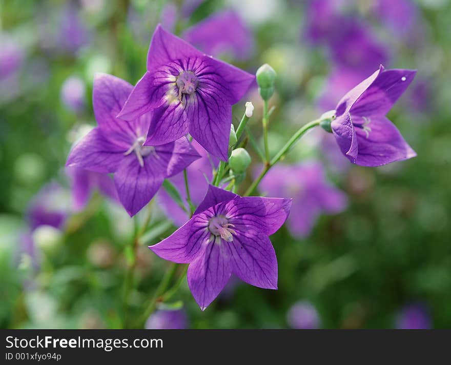 Wild Flowers Image