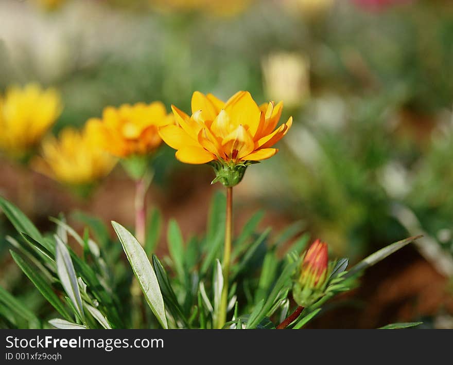 Wild Flowers Image