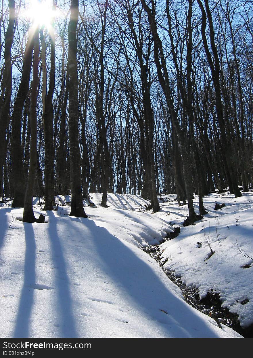 Sun through the trees. Sun through the trees.