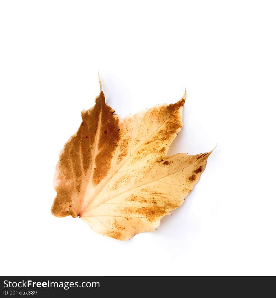 Autumn leaf