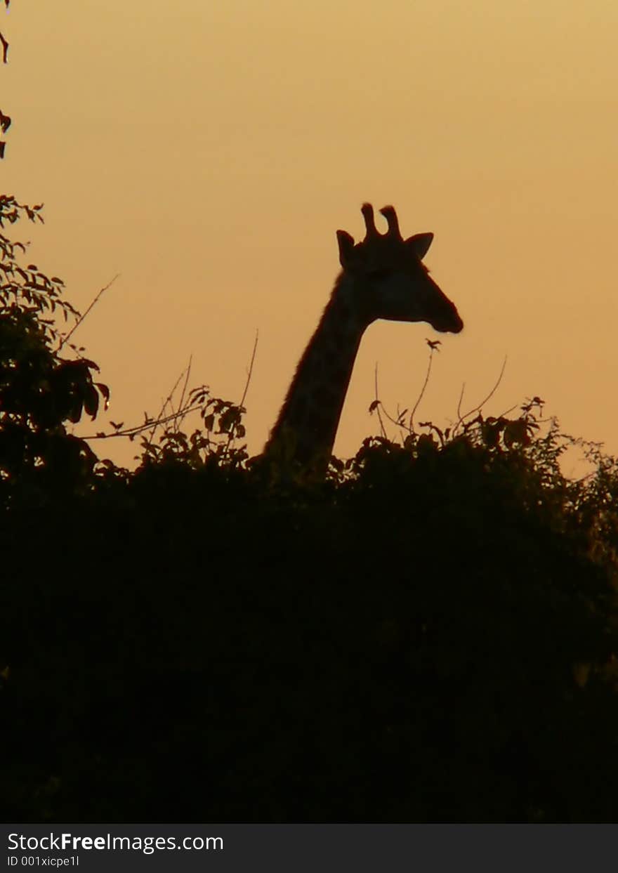 Giraffe and trees silhouetted against orange sunset sky. Giraffe and trees silhouetted against orange sunset sky