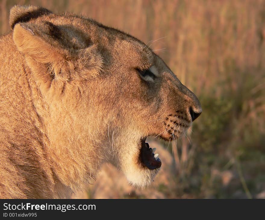 Close up of lion's head. Close up of lion's head