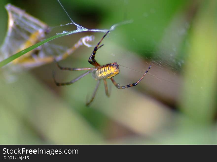 Yellow and black spider