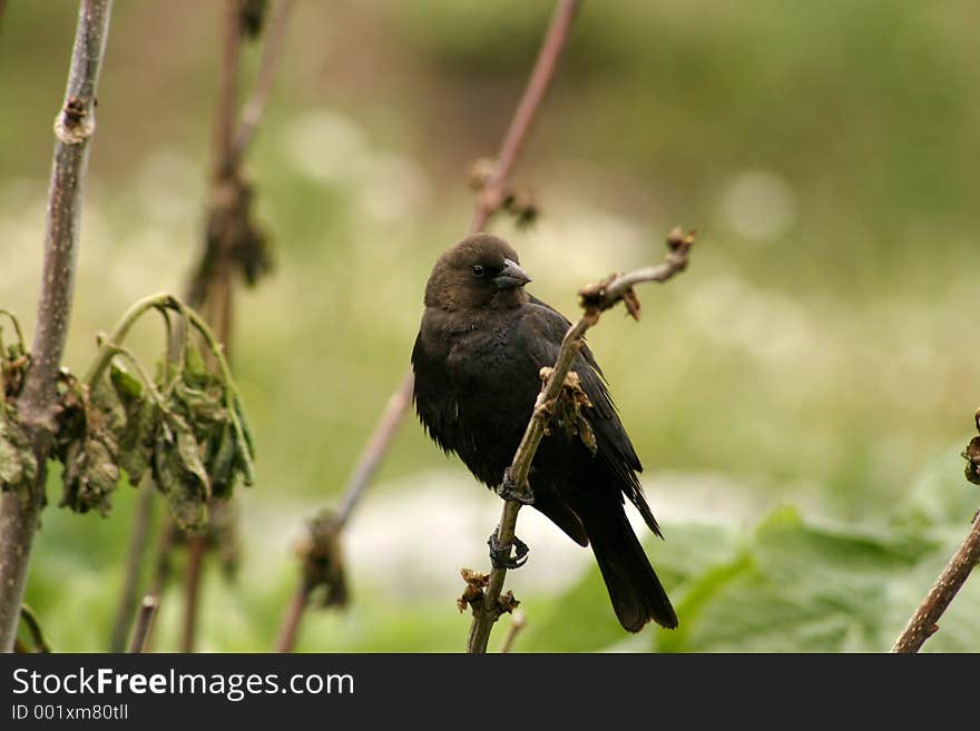 Black bird on twig