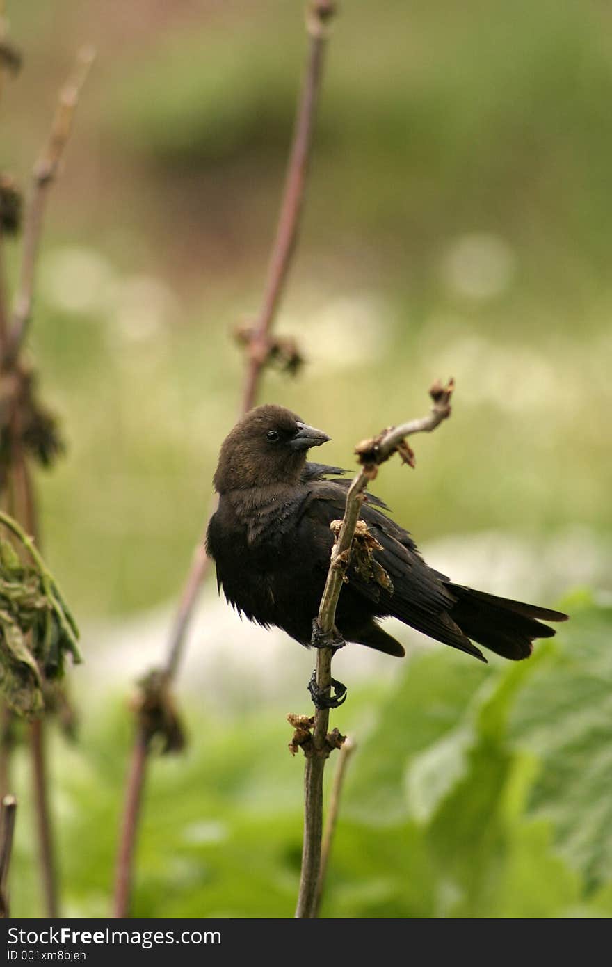 Small black bird