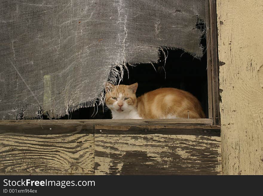 Stray orange cat sitting in broken window. Stray orange cat sitting in broken window