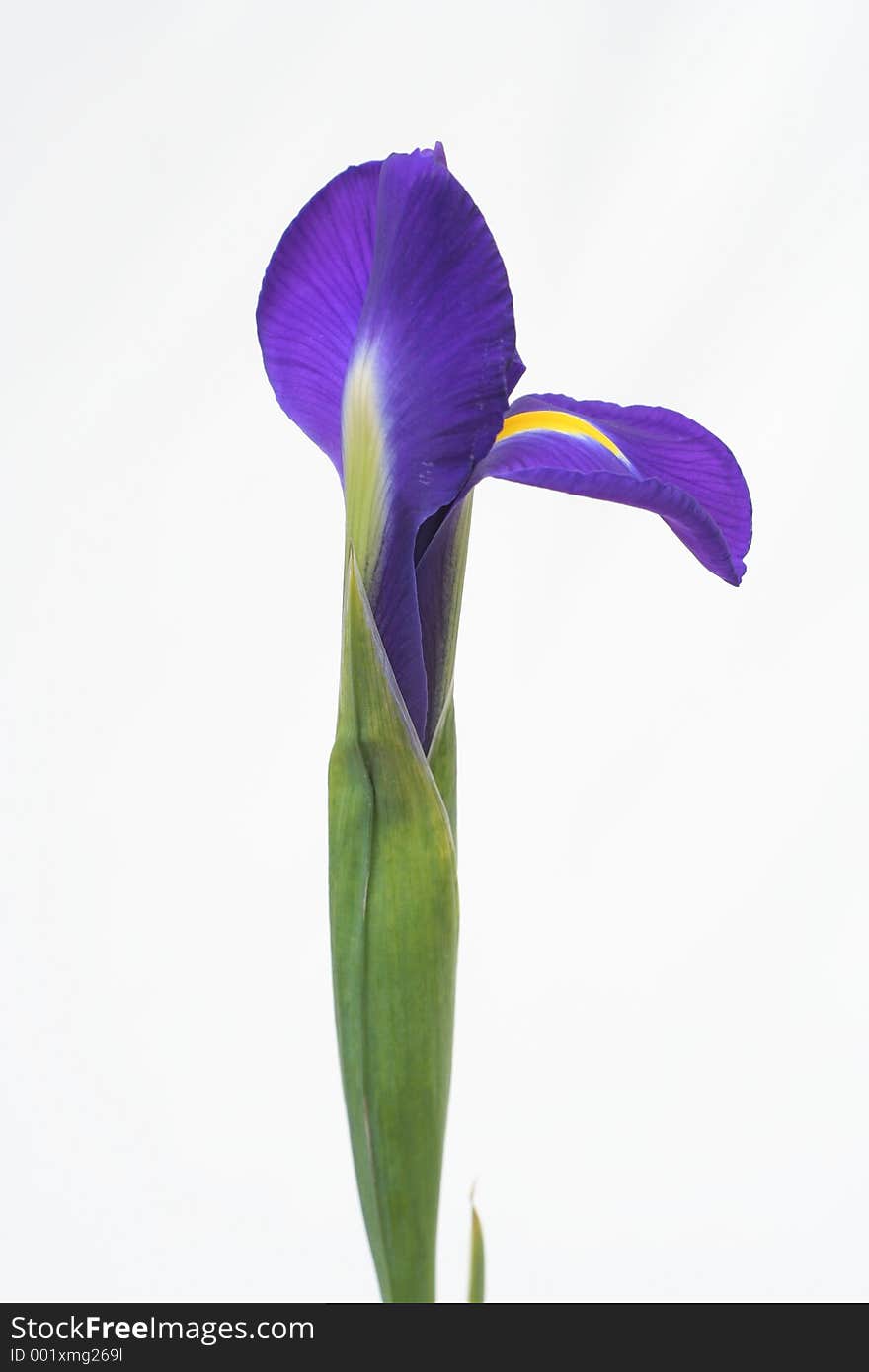 Iris