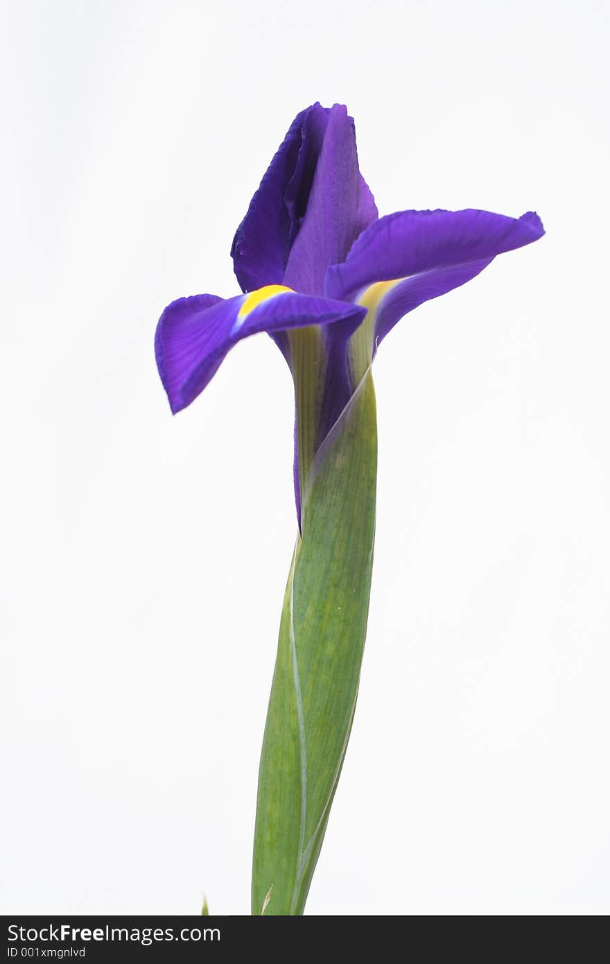 Iris