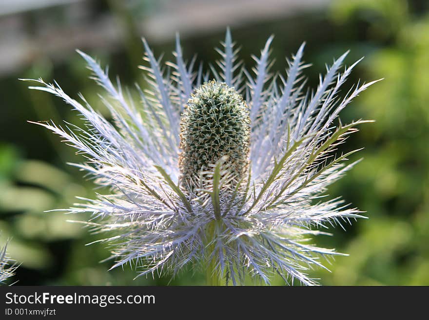 Noble thistle