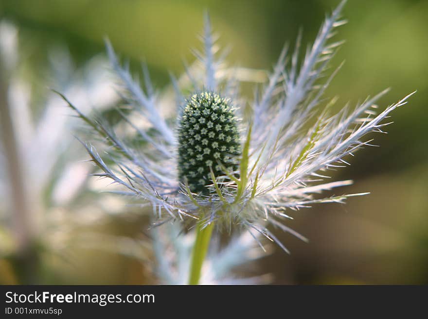 Noble thistle