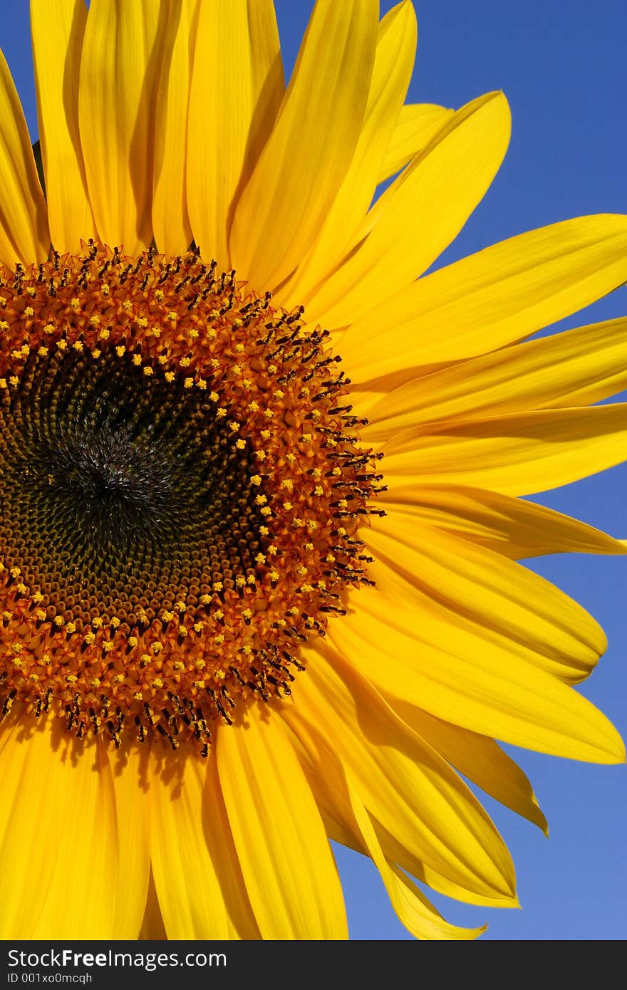 A three quarter section of a sunflower against a blue sky. A three quarter section of a sunflower against a blue sky.