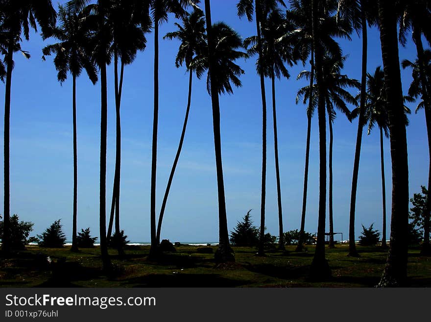 Coconut trees