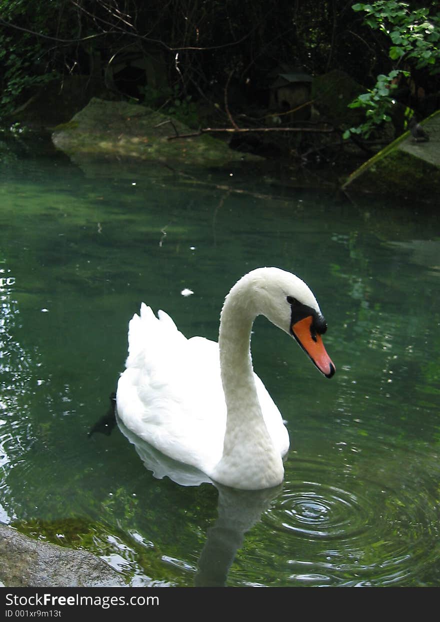 White swan.