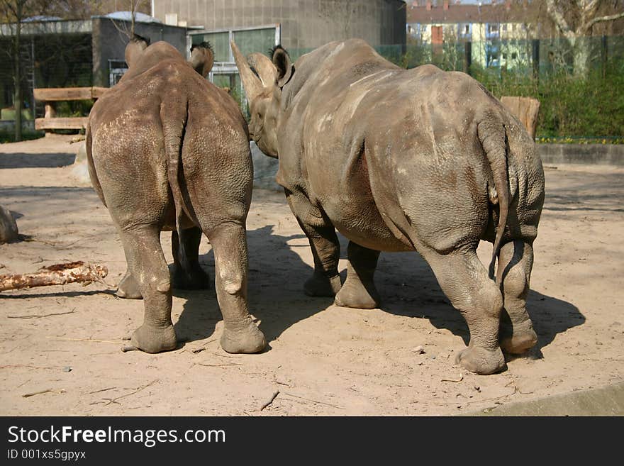 Two rhinos