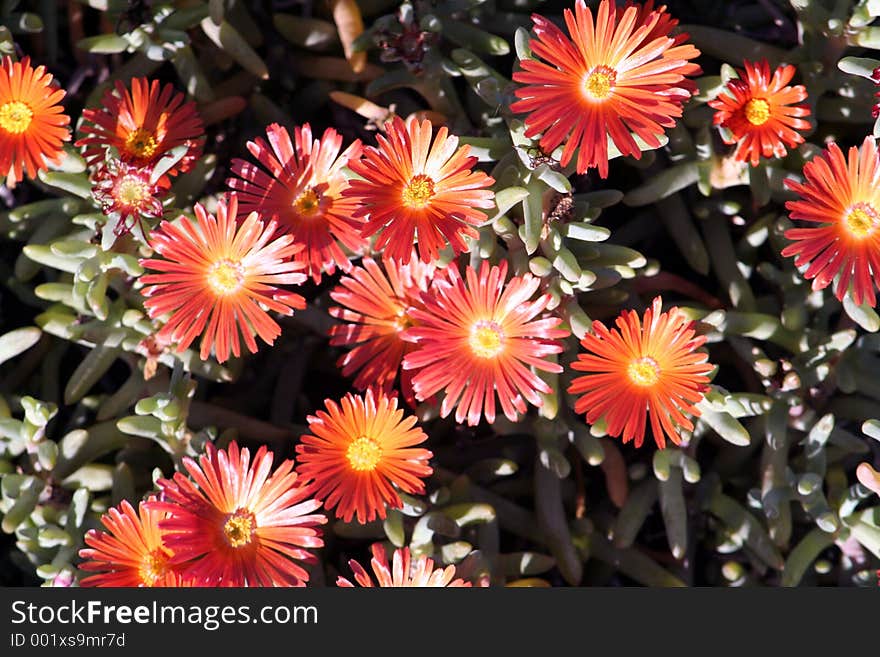 Orange flowers