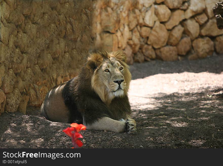 African Lion in the Biblical Zoo in Jerusalem. African Lion in the Biblical Zoo in Jerusalem