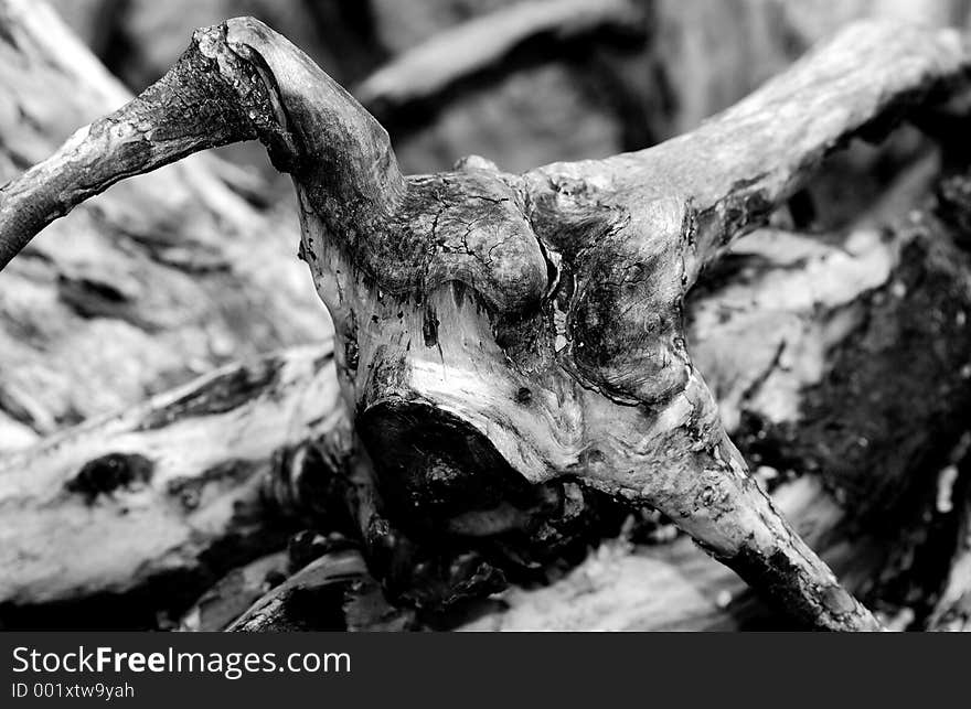 Abstract black & white detail shot of a giant root. Abstract black & white detail shot of a giant root