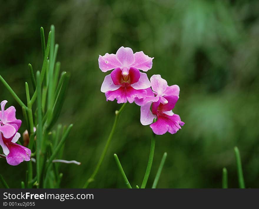 Wild Flowers Image