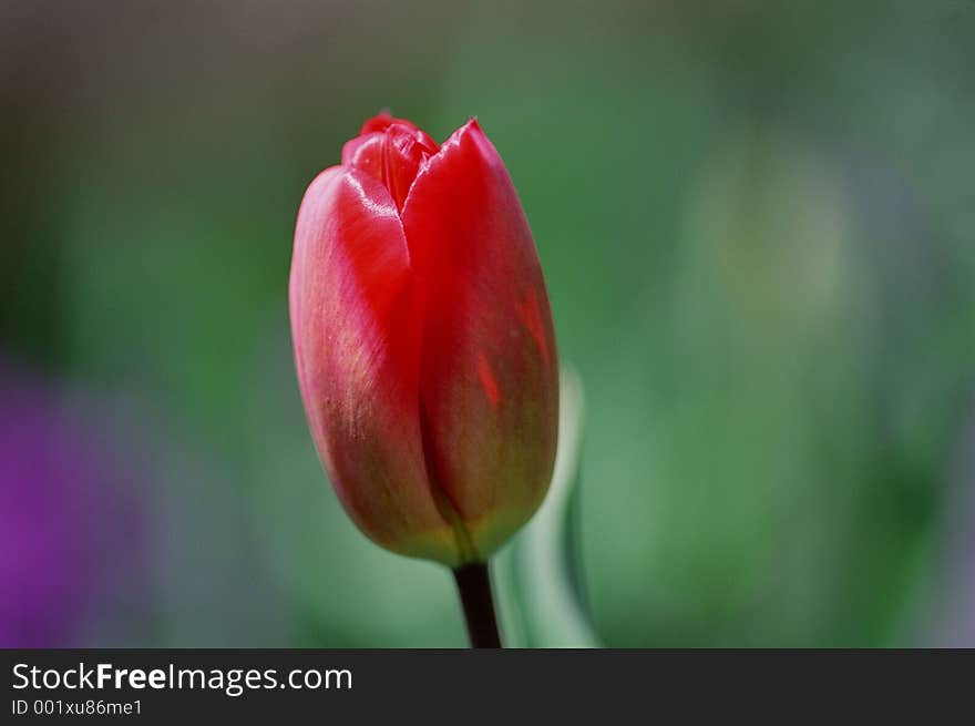 Wild Flowers Image