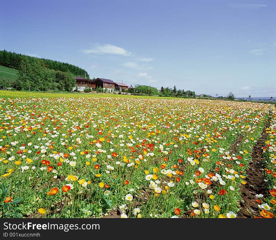 Wild Flowers Image