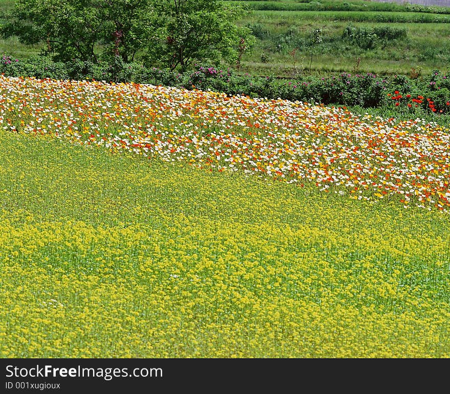 Wild Flowers Image