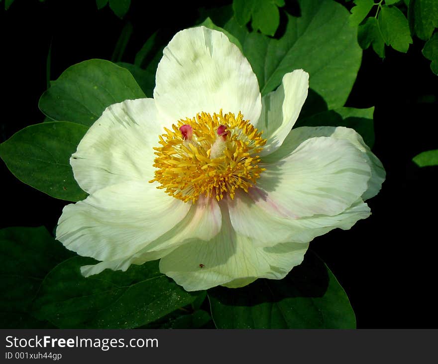 Paeonia mlokosewitschii