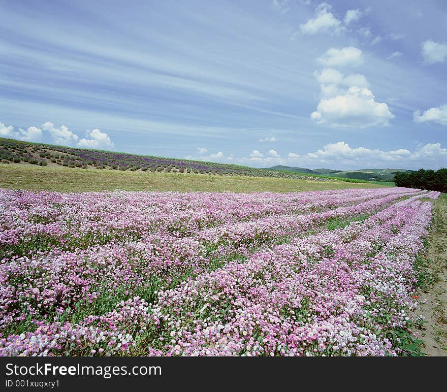 Wild Flowers Image