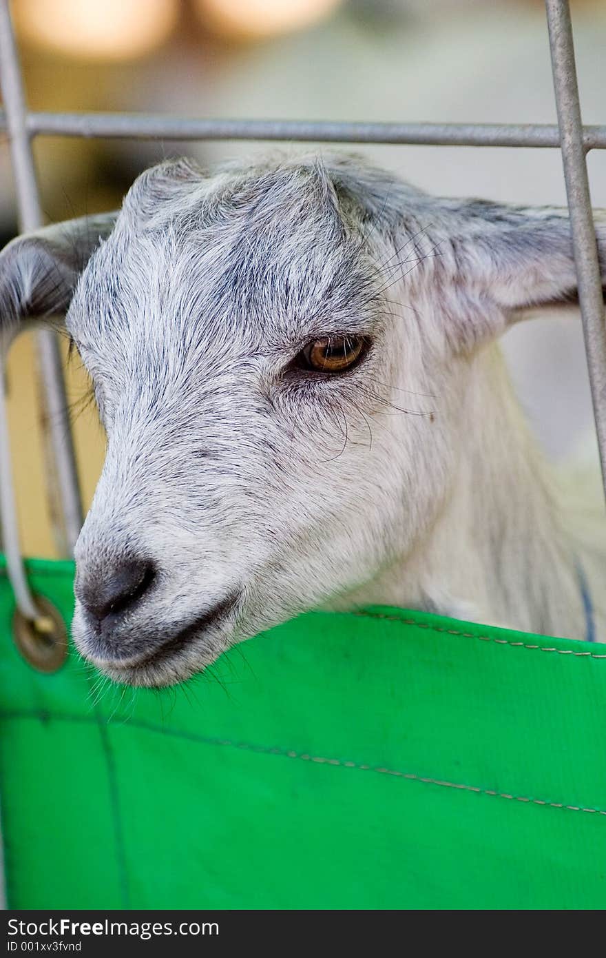 A sheep sticks its little head out of a containment fence. A sheep sticks its little head out of a containment fence