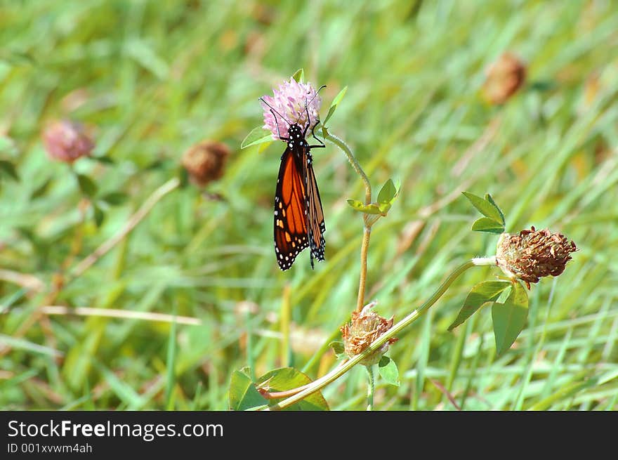 Monarch On Lavender Flower 2