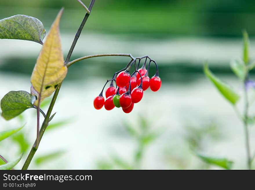 Red berries. Red berries