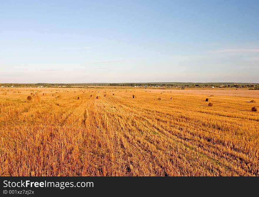 Hayricks on field