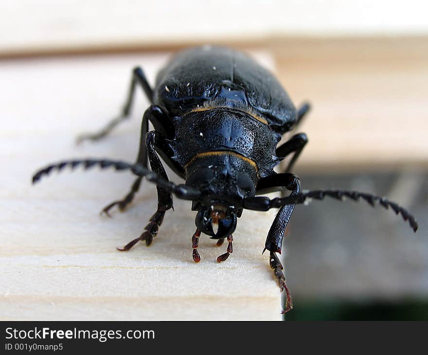 The Big Black Bug