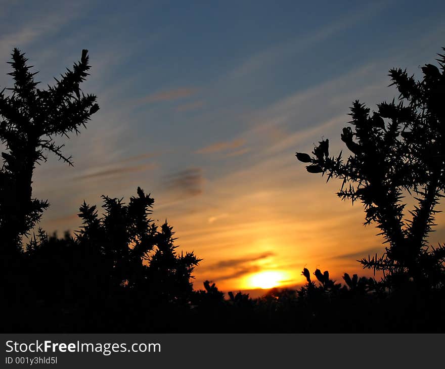 Soft focus sunset with thorn silhouette foreground. Soft focus sunset with thorn silhouette foreground