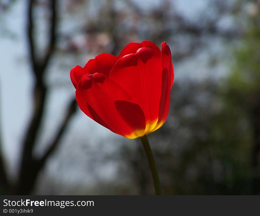 Red Tulip